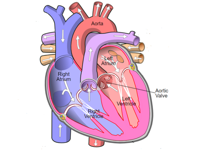 Matters of the heart