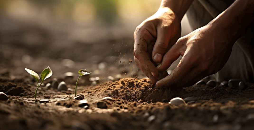 Planting Seedling In Ground